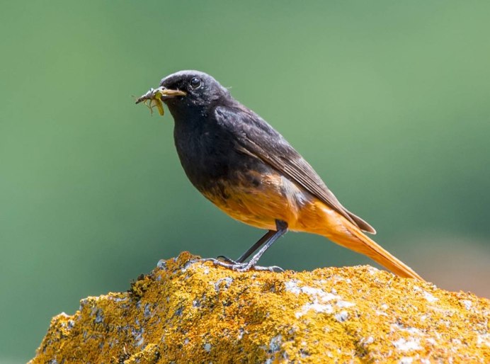 Горихвостка-Чернушка (Phoenicurus ochruros)