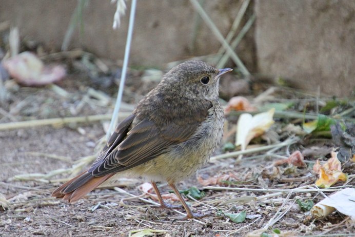 Горихвостка мухоловка
