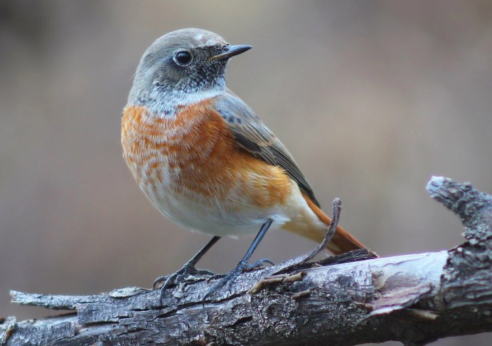 Обыкновенная горихвостка