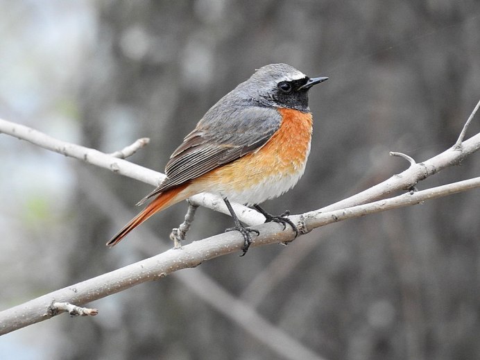 Кривохвостка обыкновенная