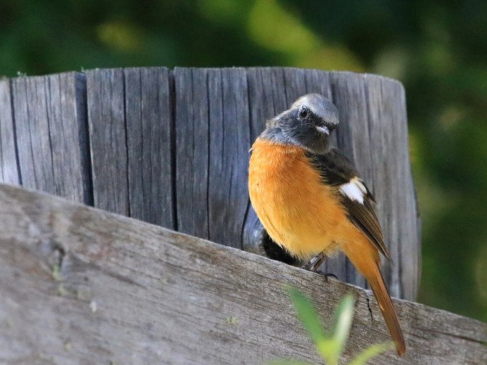 Горихвостка Иркутск