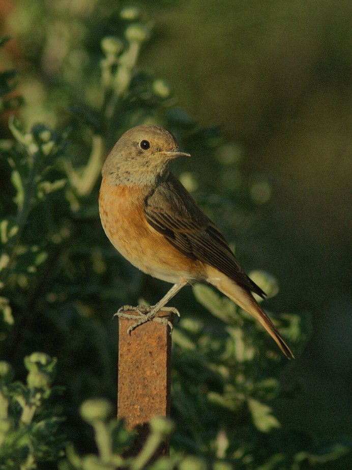 Обыкновенная горихвостка