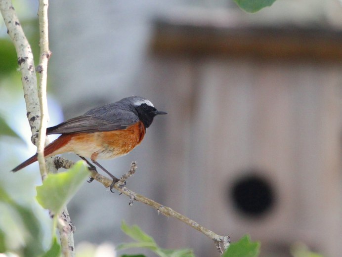 Обыкновенная горихвостка