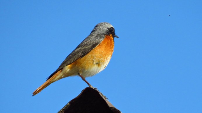 Синичка горихвостка