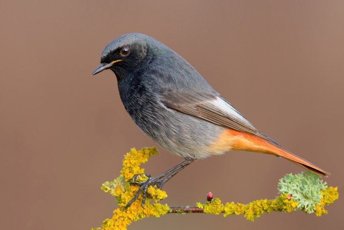 Кукушонок и горихвостка