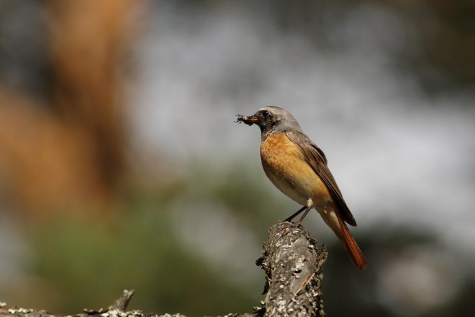 Сибирская горихвостка самка