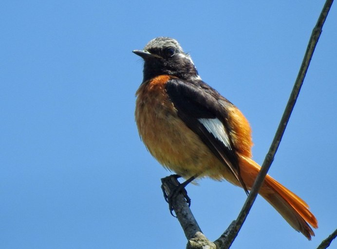 Обыкновенная горихвостка Сибирская горихвостка