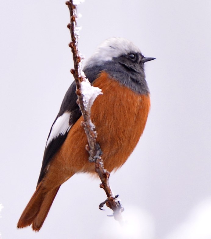 Обыкновенная горихвостка лысушка