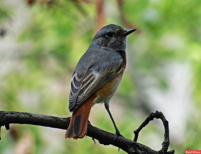 Зарянка горихвостка