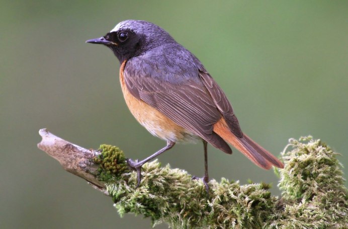 Горихвостка лысушка