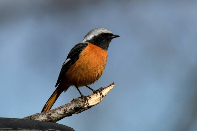 Горихвостка Сибирская горихвостка