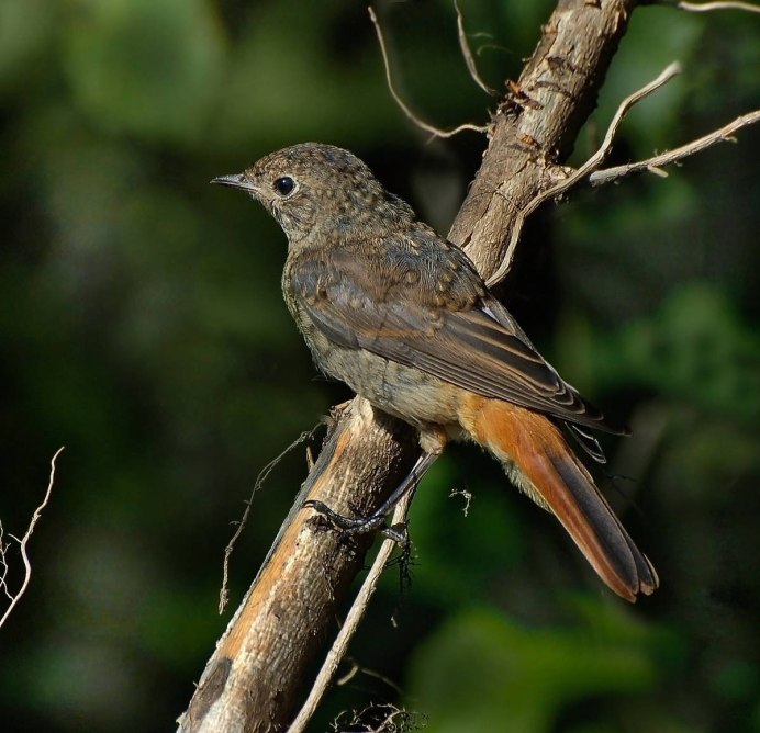 Обыкновенная горихвостка