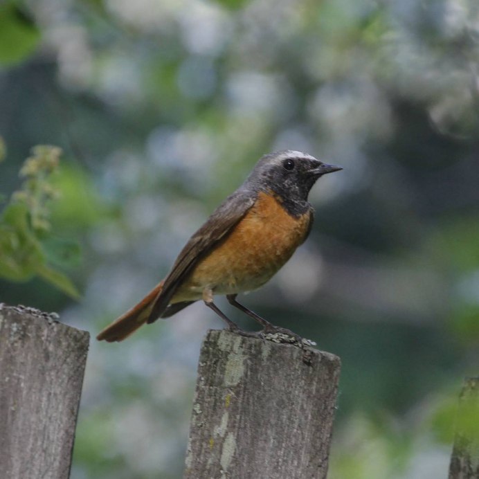 Горихвостка лысушка Чернушка