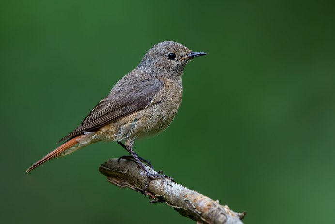 Обыкновенная горихвостка (Phoenicurus Phoenicurus)