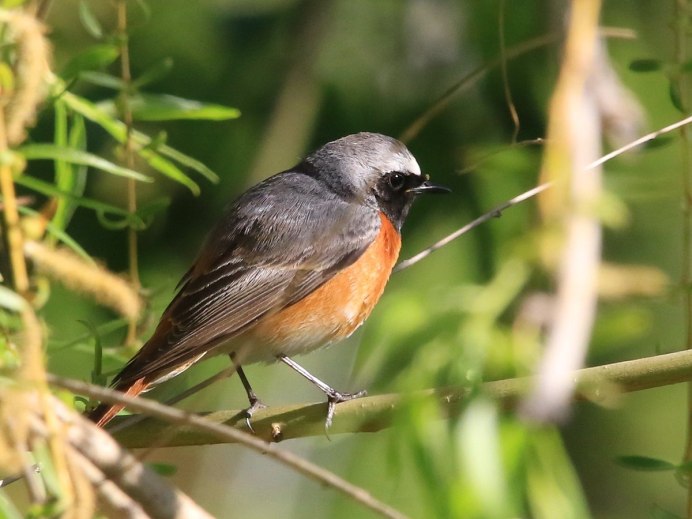 Горихвостка обыкновенная Садовая лысушка