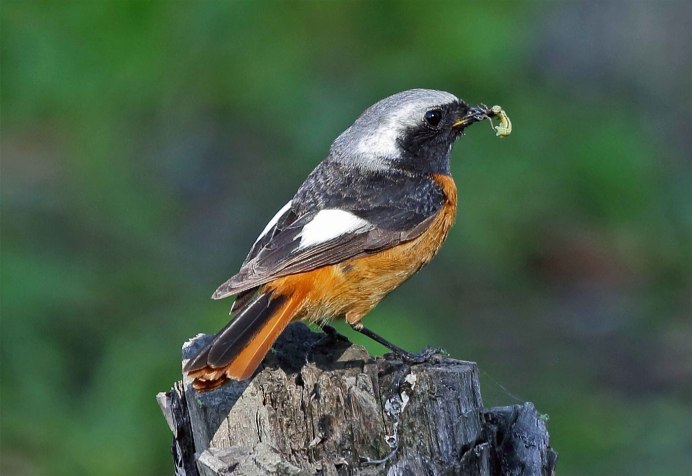 Горихвостка самка