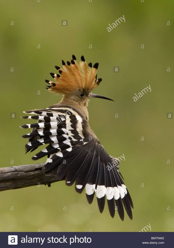 Памирский Удод