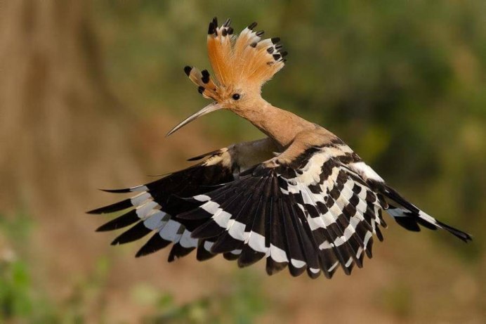 Удод птица Удод