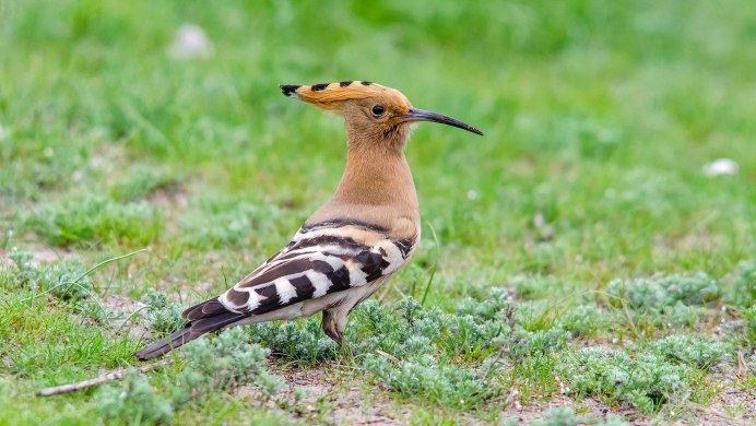 Памирский Удод
