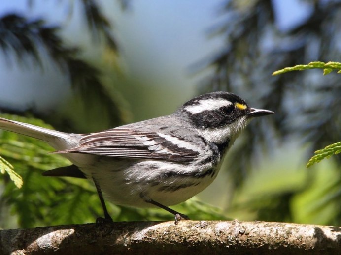 Мадагаскарский Удод