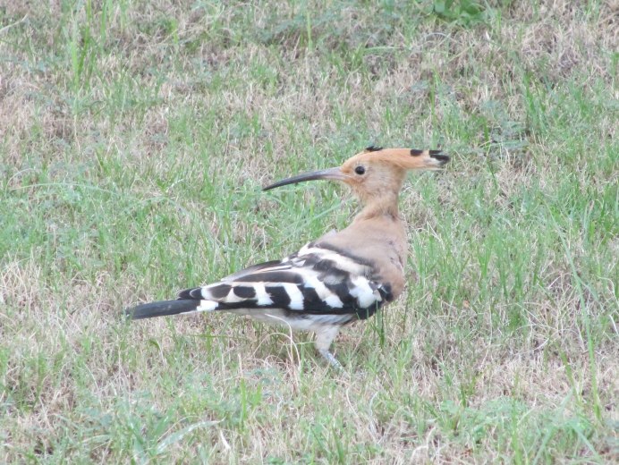 Хвост птицы