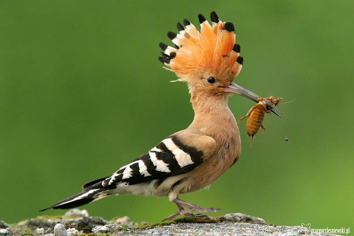 Полосатые птицы