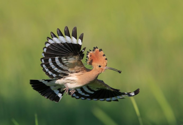 Канюк полосатый хвост