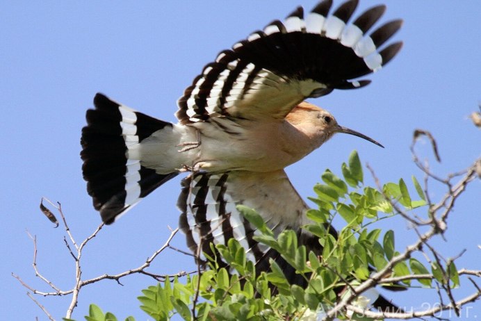 Лесные птицы Самарской