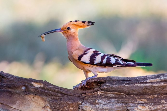 Удод Приморский край