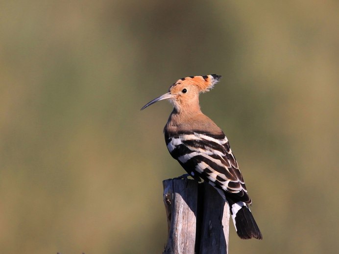 Удод Степной