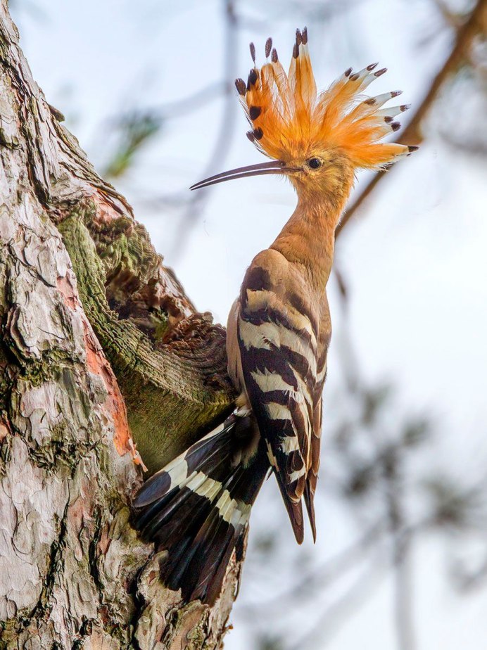 Птица Сойка Крымская