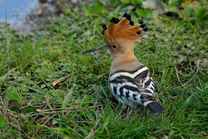 Удод в полете