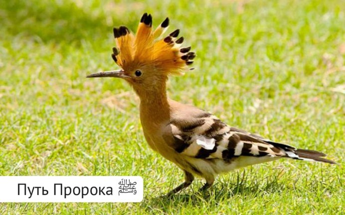 Удод обыкновенный