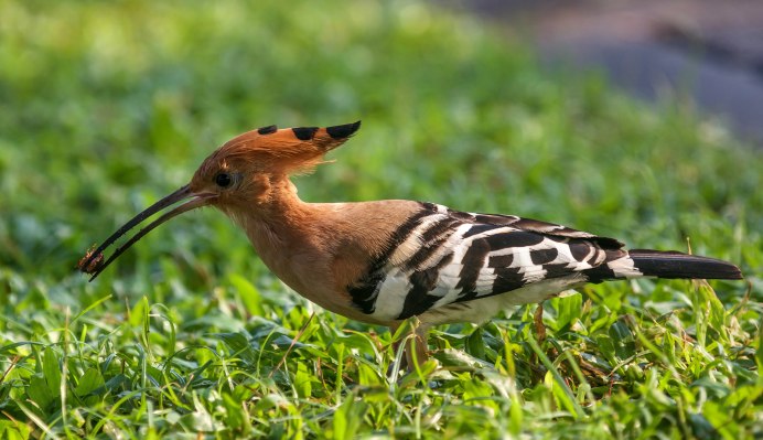 Хохлатый дятел