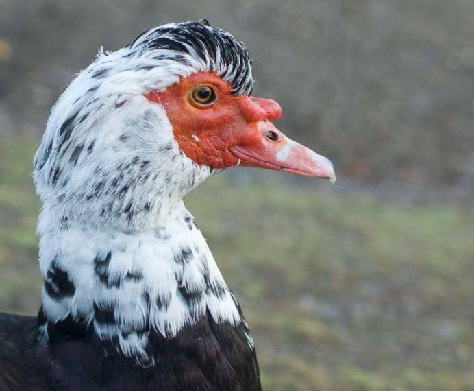 Дикие утки Огарь