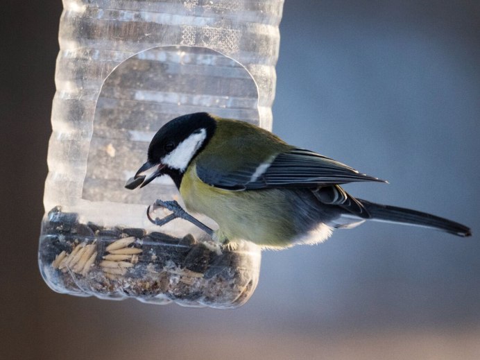 Московская синица фото