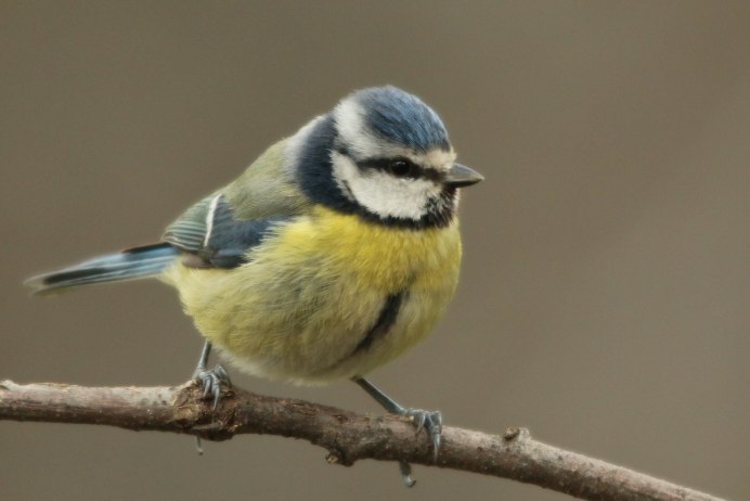 Птица синица длиннохвостая