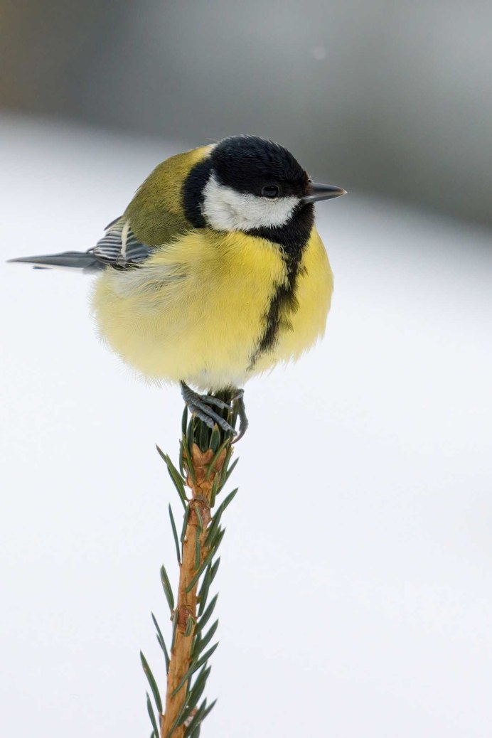 Синица длиннохвостая лазоревка