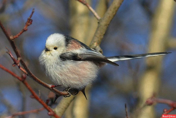 Большая синица фото