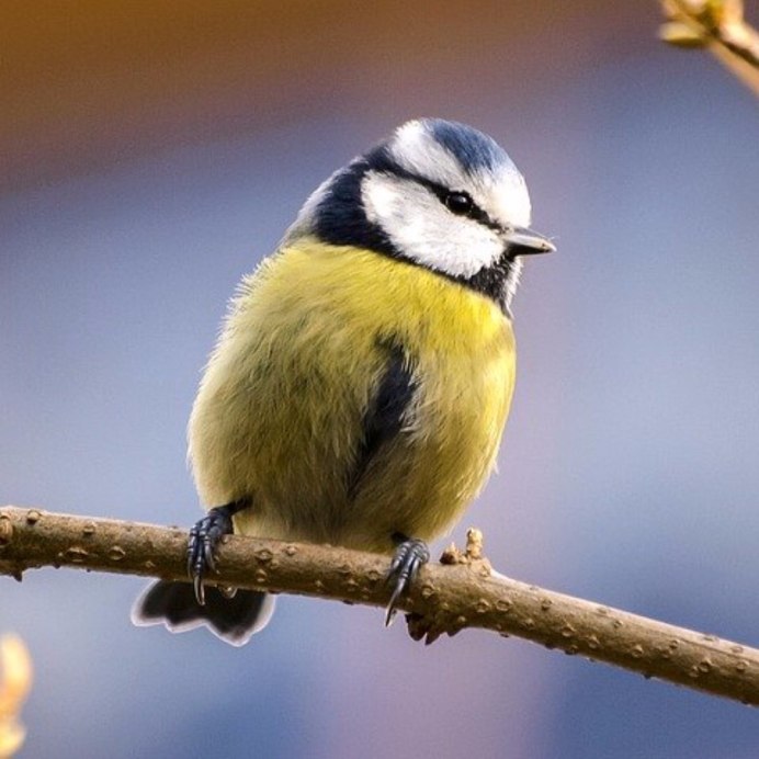 Синица лазоревка в полете