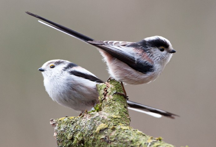 Белая синица длиннохвостая