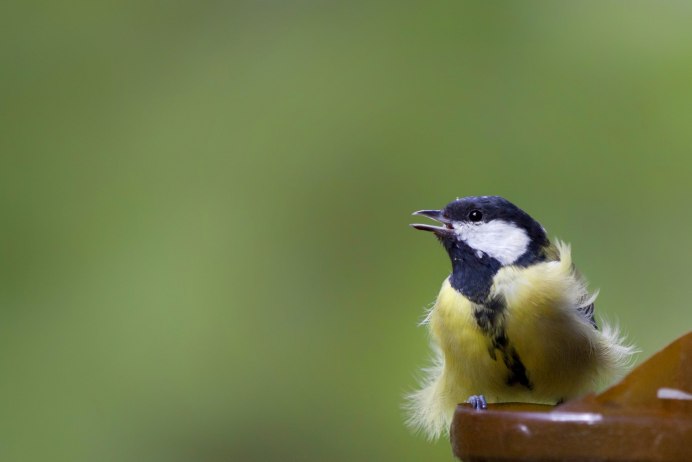 Шима-энага японская длиннохвостая синица