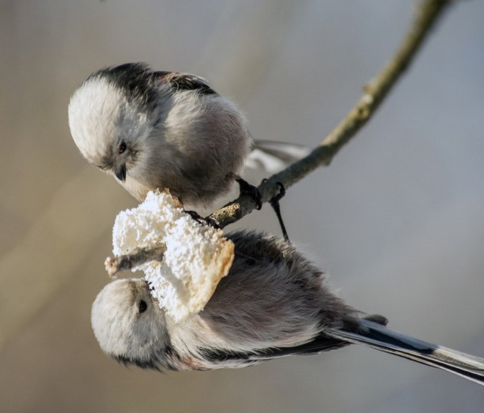 Чернохохлая синица гнездо