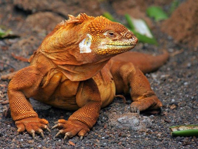 Морская игуана на Галапагосах