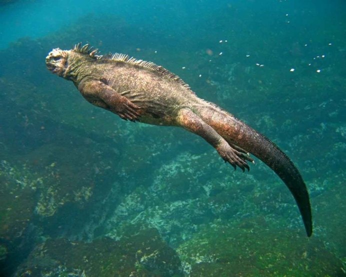 Галапагосская морская игуана