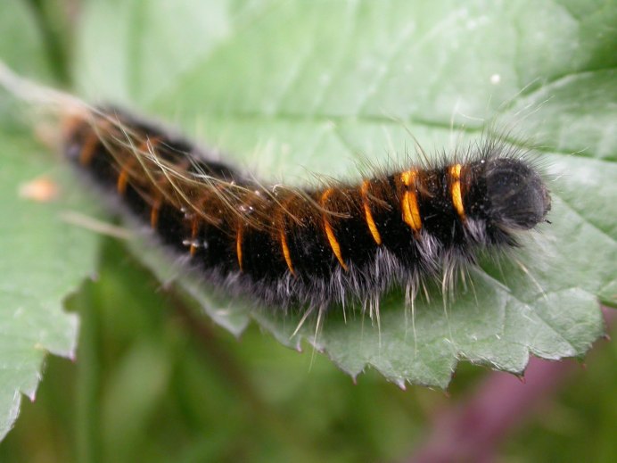 Black Caterpillar гусеница