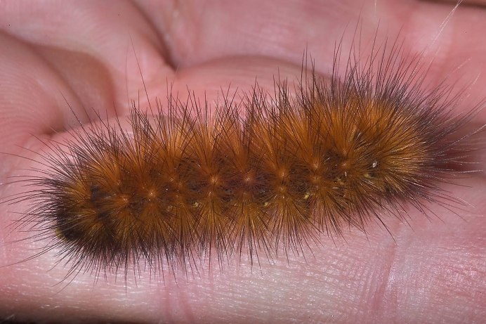 Коричневый Caterpillar гусеница