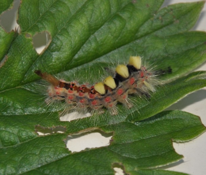 Коричневый Caterpillar гусеница