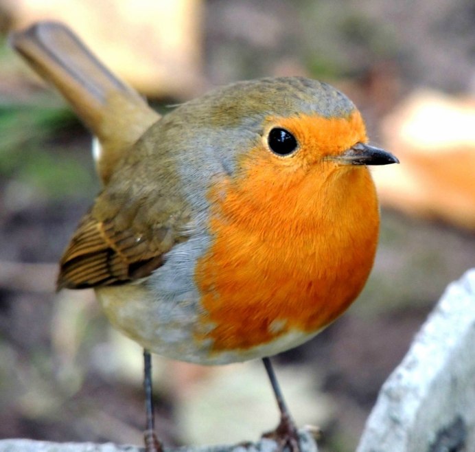 Серая птичка с оранжевым горлом