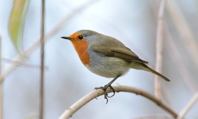 Птичка с коричневой грудкой